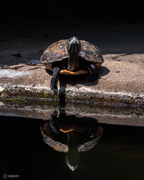 Turtle in the mirror