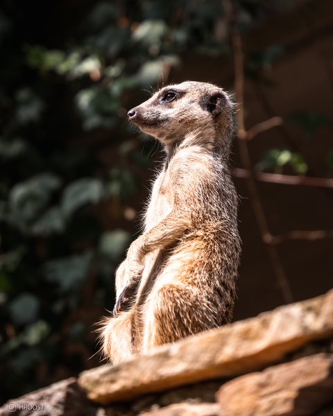 Suricate Timon